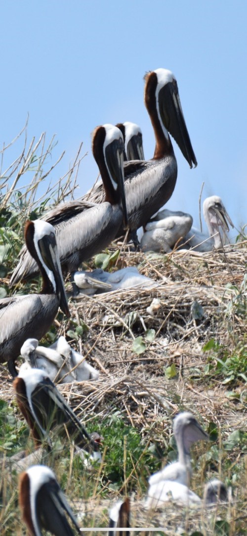 A group of brown pelicans perched on a nest, with some chicks and greenery in the background.