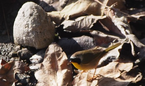 A small bird with a yellow belly forages among dry leaves and a stone on the ground.
