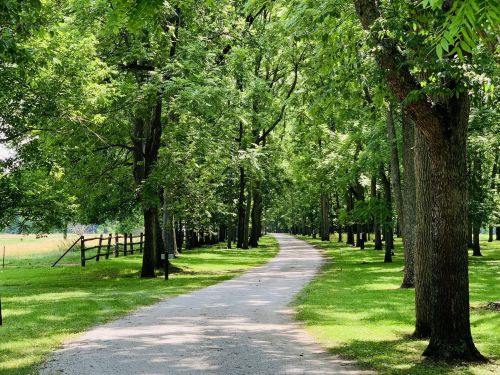 A serene pathway lined with lush green trees, leading through a peaceful landscape.