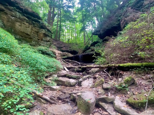 A serene forest scene featuring a small waterfall cascading over rocks, surrounded by lush greenery and trees.