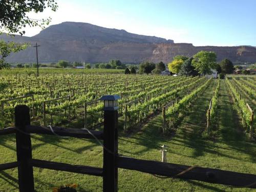A scenic vineyard with rows of grapevines, framed by mountains and a clear blue sky.