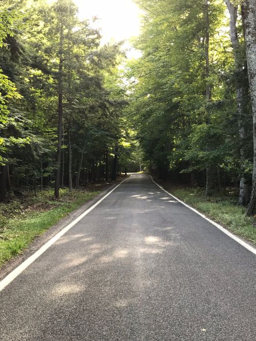 A serene, tree-lined road stretches into the distance, surrounded by lush greenery and dappled sunlight.