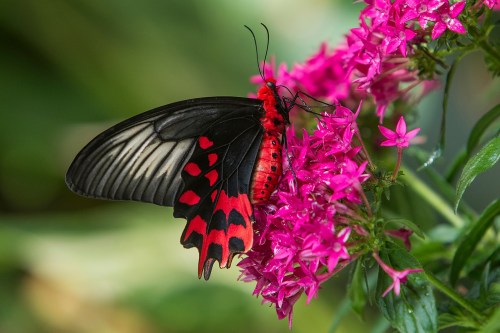 A black and red butterfly perched on vibrant pink flowers, showcasing its striking wings in a lush green setting.