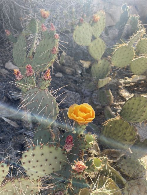 A close-up of a cactus with yellow flowers and red buds, surrounded by spiky green pads in a desert landscape.