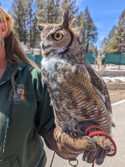 A person holds a great horned owl on a gloved hand, with trees and a clear blue sky in the background.
