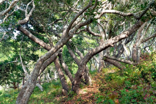 A dense forest with twisted trees and lush greenery, creating a serene and natural atmosphere.