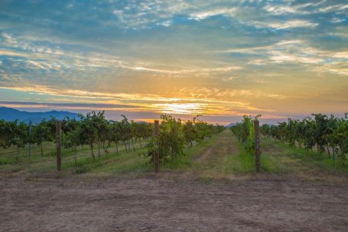 A vineyard path lined with grapevines under a colorful sunset and cloudy sky.