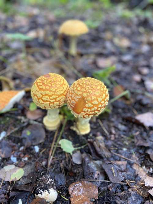 Two orange mushrooms with textured caps growing on the forest floor, surrounded by leaves and soil.