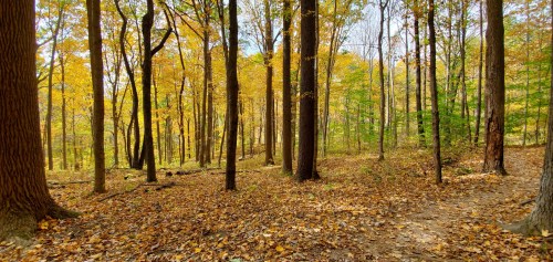 A serene forest scene with tall trees and vibrant autumn leaves covering the ground.