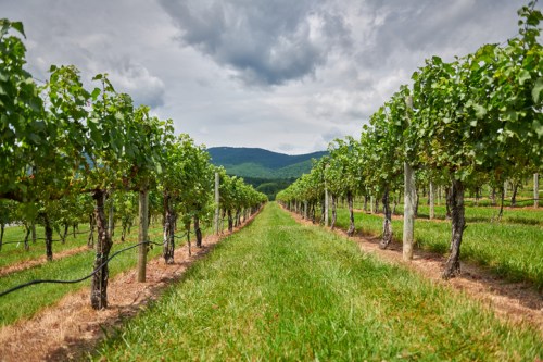 A lush vineyard with rows of grapevines stretching towards distant mountains under a cloudy sky.