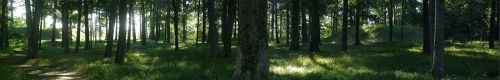 A serene forest scene with tall trees, dappled sunlight, and lush green undergrowth.