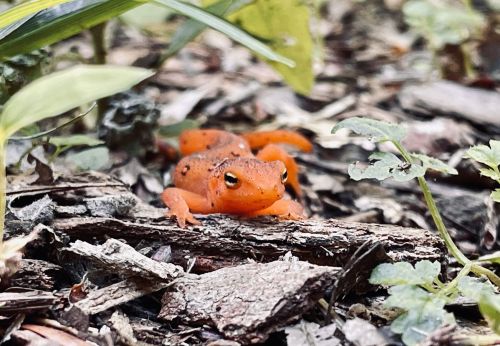 An orange frog resting on a bed of leaves and bark, surrounded by greenery.