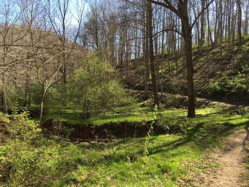 A serene forest scene with bare trees, lush green grass, and a winding path through a peaceful landscape.