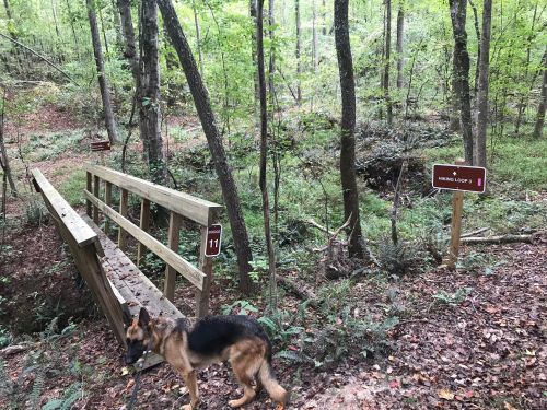 A dog stands near a wooden bridge in a forest, with trail signs indicating directions.
