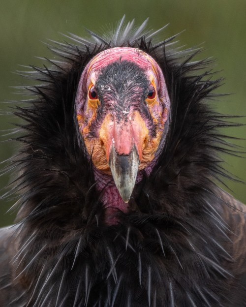 Close-up of a California condor with a striking face, featuring vibrant colors and distinctive feather details.
