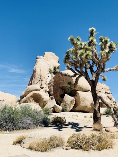 A rocky landscape with a large boulder and a Joshua tree under a clear blue sky.