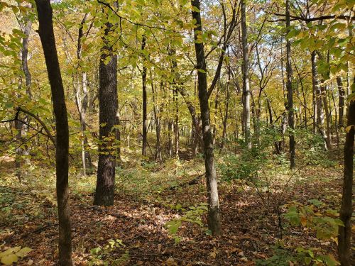 A serene forest scene with trees displaying vibrant autumn leaves and a carpet of fallen leaves on the ground.