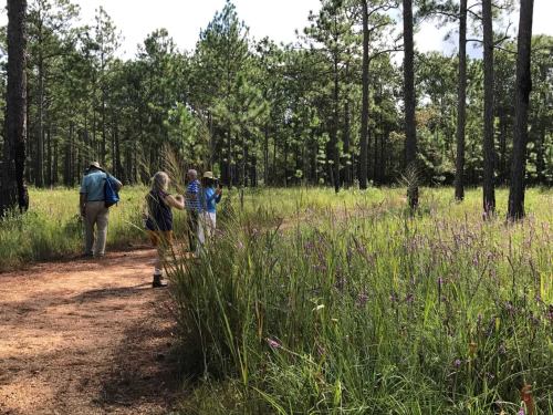 A group of people walking on a dirt path through a grassy area with tall trees and wildflowers.