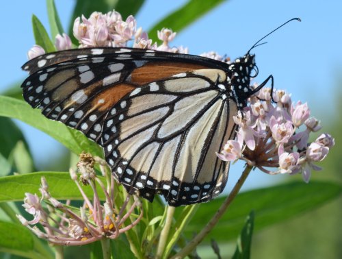 A close-up of a monarch butterfly perched on pink flowers against a blue sky.
