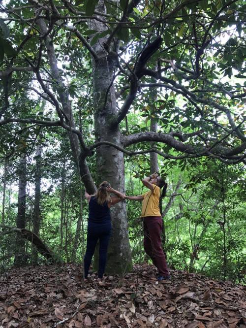 Two people examine a large tree in a lush forest, surrounded by greenery and fallen leaves.