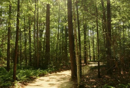 A sunlit forest path winding through tall trees and lush greenery.