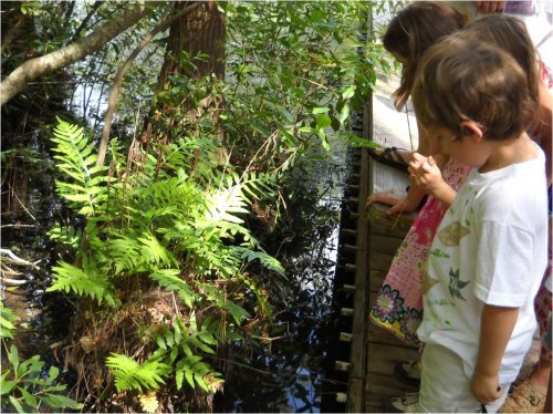 Children observing plants and water along a wooden boardwalk in a natural setting.