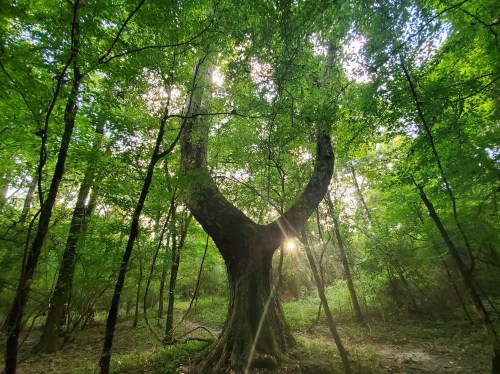 A large, split tree stands in a lush green forest, with sunlight filtering through the leaves.