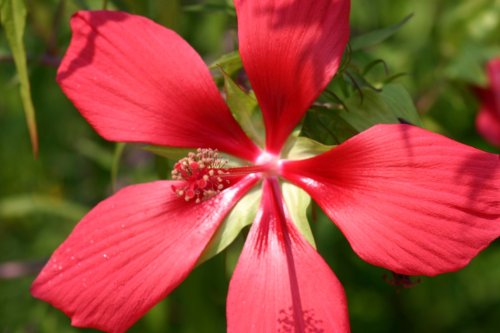 Close-up of a vibrant red flower with broad petals and a central cluster of small, delicate stamens.