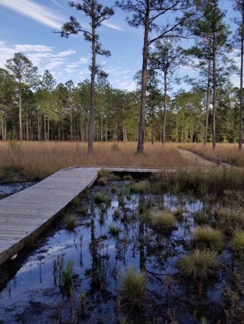 A wooden boardwalk leads through tall grass and trees, reflecting in a calm water area under a blue sky.