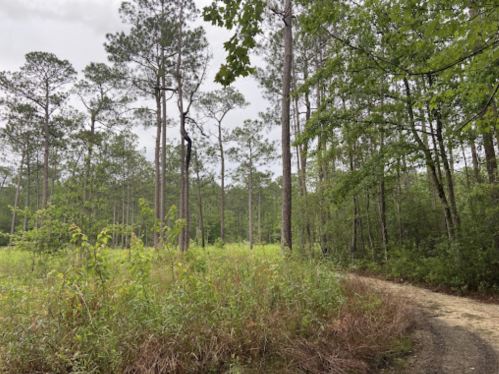 A dirt path winds through a dense forest of tall pine trees and lush greenery under a cloudy sky.