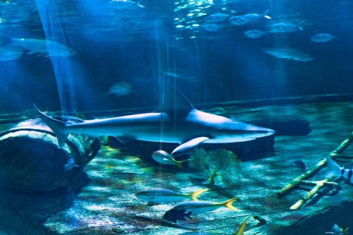 A shark swims gracefully in a blue-tinted aquarium, surrounded by various fish and underwater scenery.