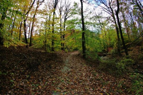 A serene forest path surrounded by trees with vibrant autumn leaves and a carpet of fallen leaves on the ground.