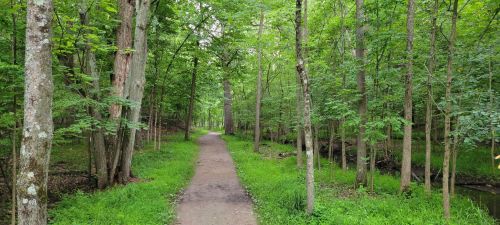 A serene forest path surrounded by lush green trees and grass, with a small stream visible nearby.