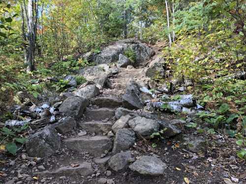 Rocky trail winding through a forest with colorful foliage and scattered stones.