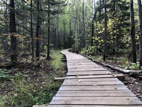 A winding wooden boardwalk through a lush green forest with trees and scattered autumn leaves.