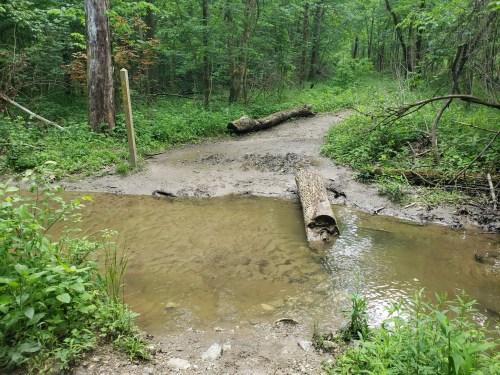 A muddy path through a green forest, with a small stream and a fallen log crossing the water.