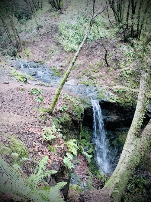 A serene forest scene featuring a small waterfall cascading over rocks, surrounded by lush greenery and trees.