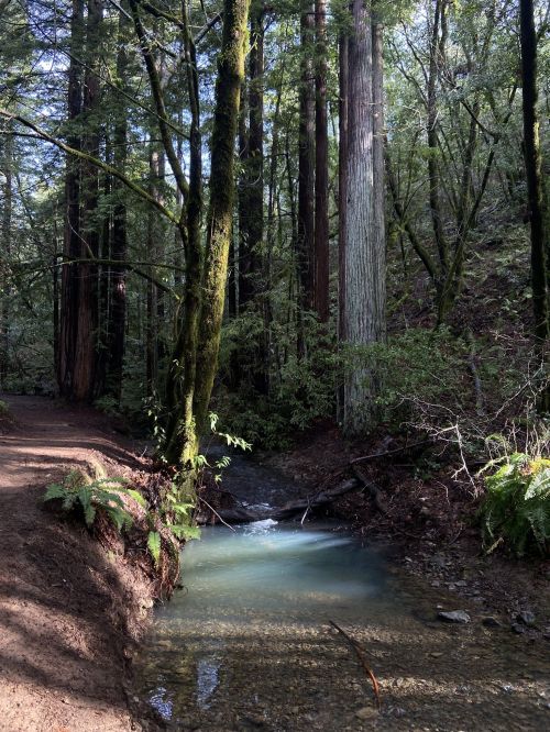 A serene forest scene with tall trees, a winding path, and a clear stream flowing through lush greenery.