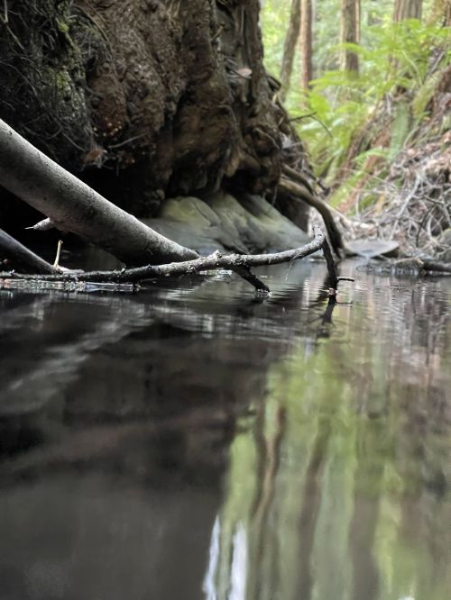 A serene forest scene featuring calm water reflecting trees and branches along a rocky bank.