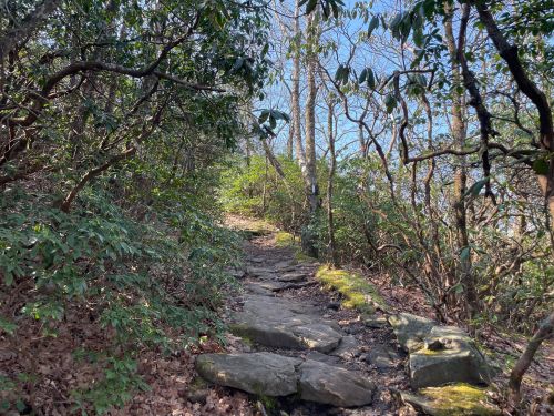 A rocky trail winds through lush greenery under a clear blue sky, leading up a hillside.