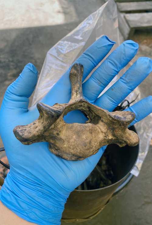 A gloved hand holds a fossilized vertebra against a blurred background.