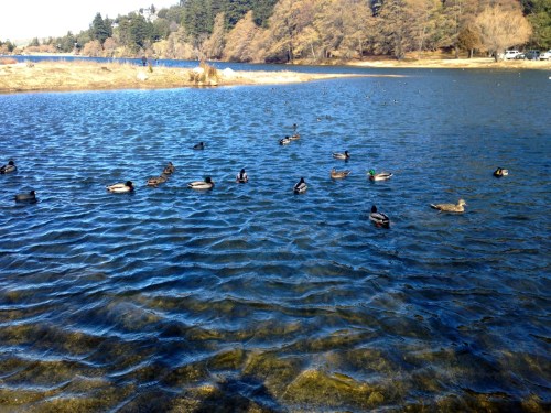 A serene lake scene with various ducks swimming in the water, surrounded by trees and a clear blue sky.