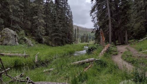 A serene forest scene with a grassy meadow, a winding stream, and tall trees under a cloudy sky.
