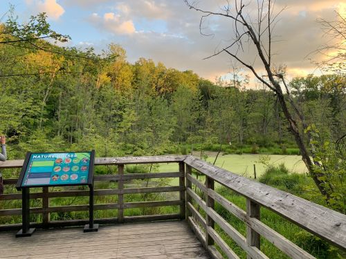 A wooden observation deck overlooks a serene wetland with lush greenery and a colorful nature information sign.