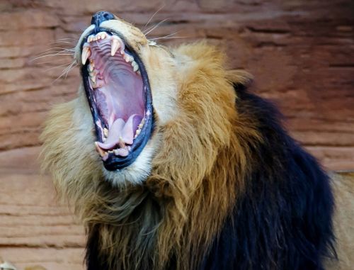 A close-up of a lion yawning, showcasing its large teeth and mane against a natural background.