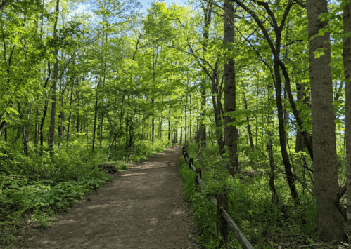 A serene forest path lined with vibrant green trees and sunlight filtering through the leaves.