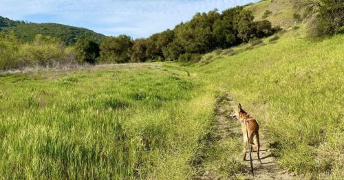 A dog walks along a grassy trail in a lush green landscape with hills and trees in the background.