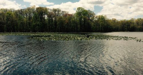 A serene lake surrounded by lush trees, with lily pads floating on the water's surface under a partly cloudy sky.