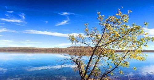 A serene lake scene with a tree in the foreground, reflecting blue skies and distant hills on calm water.