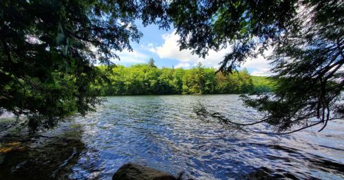 A serene view of a lake framed by trees, with clear blue skies and lush greenery in the background.